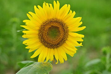 I will draw a picture of a sunflower.
