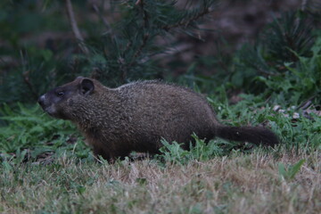 Marmot sitting in the grass