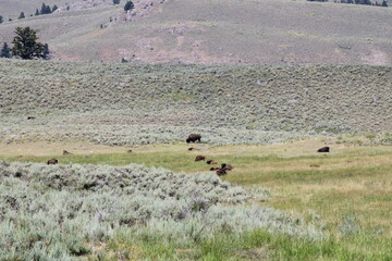 Yellowstone Bison