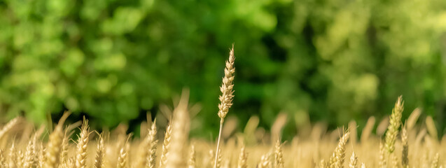Yellow wheat field and green forest. Close-up of one ear above all the others. The concept of striving for victory and goals. banner