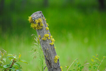 old wooden fence with moss