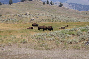 Yellowstone Bison