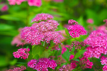 Blooming Spiraea japonica 'anthony waterer' in the summer garden. Pink cluster flowers