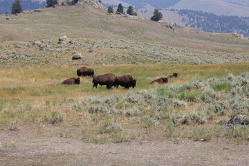 Yellowstone Bison