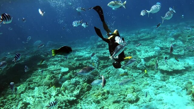 Diver Snorkeling Shallow Ocean Waters Amidst A Variety Of Fish Species  - underwater shot