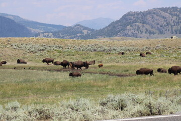 Yellowstone Bison