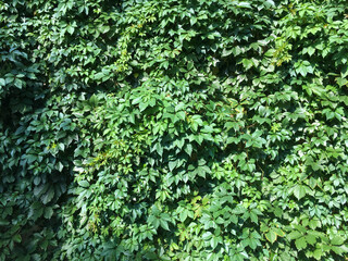 Fototapeta premium The wall is overgrown with green ivy. Summer