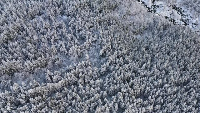 A fly over a forest of snow covered pine trees in Norway.
