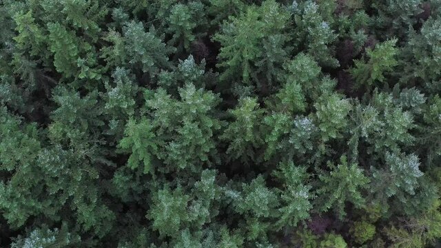 A pan up from a green forest of pine trees in Norway.