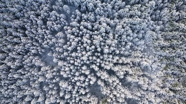 The drone slowly rotates as it descend on the snow covered tree tops.