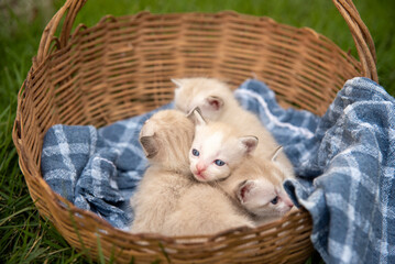 Grupo de pequenos gatinhos listrados em uma cesta velha 