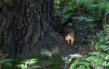 Sciurus. Rodent. A squirrel sits near a tree and eats. Beautiful red squirrel in the Park.