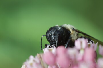 macro shot of bumblebee and pink perennials
