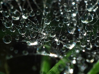 Krople wody na pajęczynie