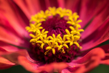 Close-up einer Blume