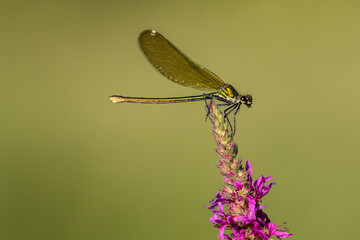 Dragonfly is resting at the top of a pink flower near a river.