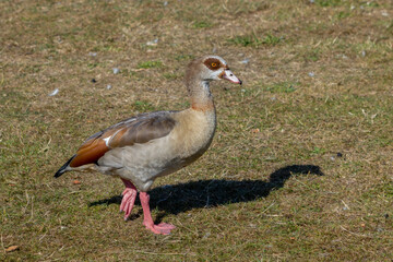 Egyptian Goose (Alopochen aegyptiacus) wandering through the grass