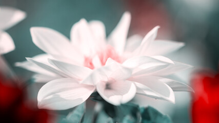 beautiful dahlia flower in garden at bright sunny day
