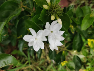 Arabian jasmine in the garden