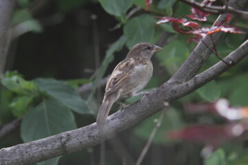 close up shot from a female sparrow with green background