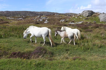 Obraz na płótnie Canvas Wild ponies, south uist, outer hebrides scotland