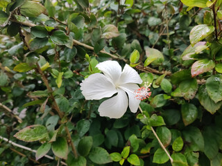 white hubiscus flower in the garden