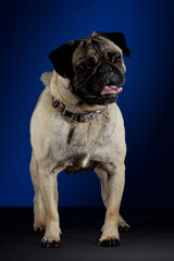 Obraz premium Perro Pug posando para sesión fotográfica sobre una mesa gris y un fondo azul con negro.