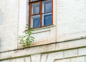 A young tree has grown on the cornice of a high-rise building