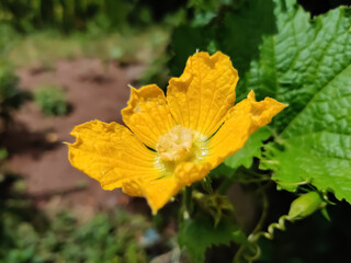 Sponge ground flower