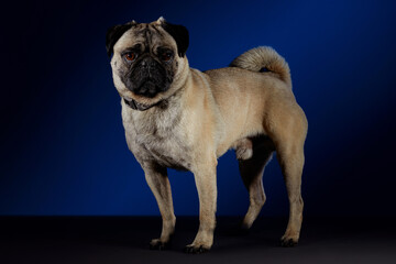 Obraz premium Perro Pug posando para sesión fotográfica sobre una mesa gris y un fondo azul con negro.