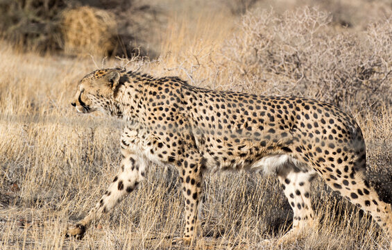 A pciture of a cheeta in savannah