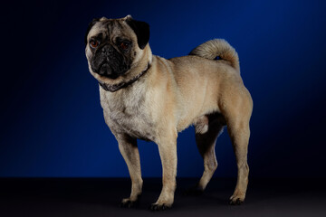 Perro Pug  posando para sesión fotográfica sobre una mesa gris y un fondo azul  con negro.