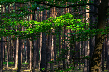 Green leaves in the forest. The sun's rays illuminate the leaves. In the background a forest.