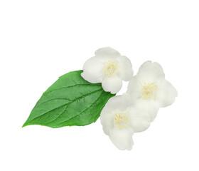 Jasmine flowers isolated on white background, top view