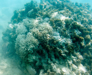 Many bleaching coral in the sea