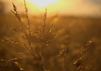 Trawa, zachód słońca