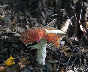 Venomous amanita mushroom in the wood