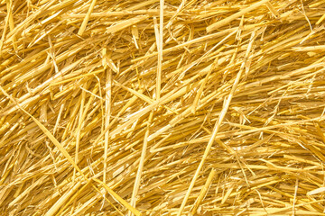 Yellow hay straw background texture with copyspace. Natural vintage style for design.