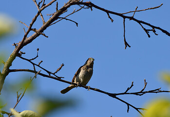 Eurasian wryneck bird sittin on the branch close up