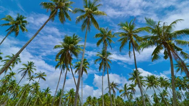 Static view time lapse coconut trees and moving clouds in 4K.