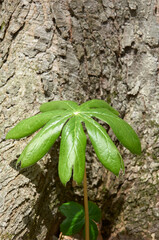 Mayapple in blossom