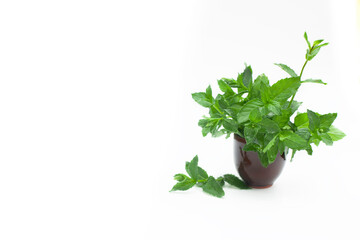 Fresh mint leaves in ceramic cup