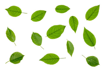 Green Apple-tree leaves isolated on white