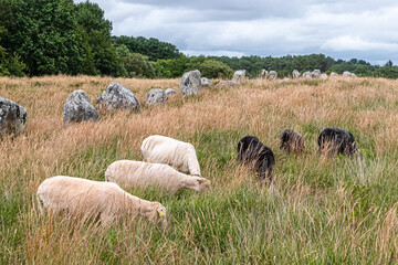 sheep in the middle of the famous megalithic alignments of Carnac, in Brittany