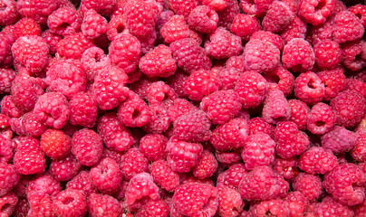 Growing Organic Berries Closeup. Red raspberry isolate.