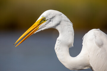 Close-up of a beautiful Great Egret.