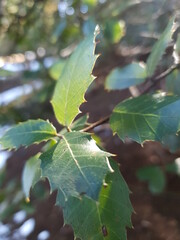 leaves of a tree
