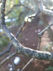 branches of a tree