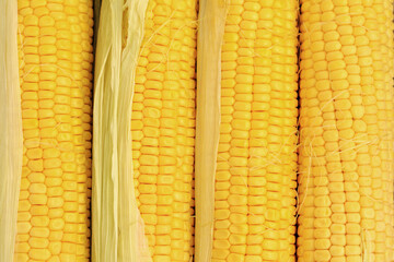 Close up shot fresh ripe and peeled sweet corn. Grains of ripe corn.
