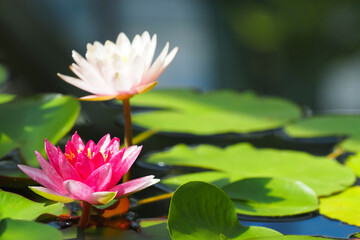 Nymphaea Attraction, pink waterlily lake. Water lily flowers and leaves